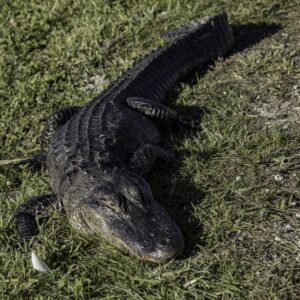 Gator Park Shuttle